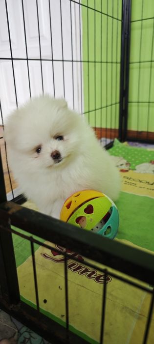 Szpic miniaturowy, pomeranian - biały piesek