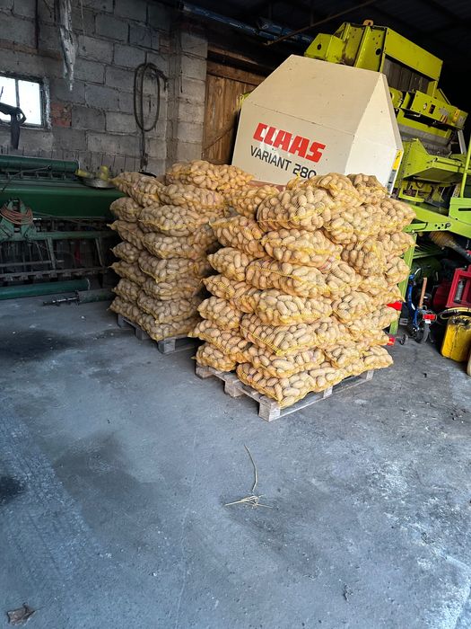 Ziemniaki jadalne   queen  Annę , Vineta