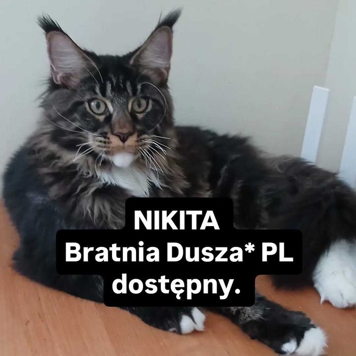 NIKITA kocurek Maine Coon