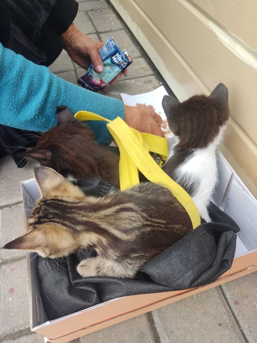 Кошенята у добрі руки