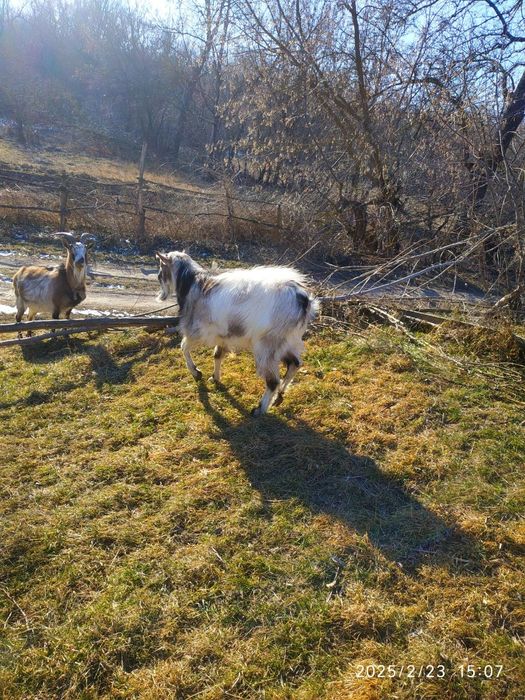 Продам кози великі і малі