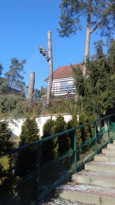 Wycinka i Przycinka Drzew Metodą Alpinistyczną
