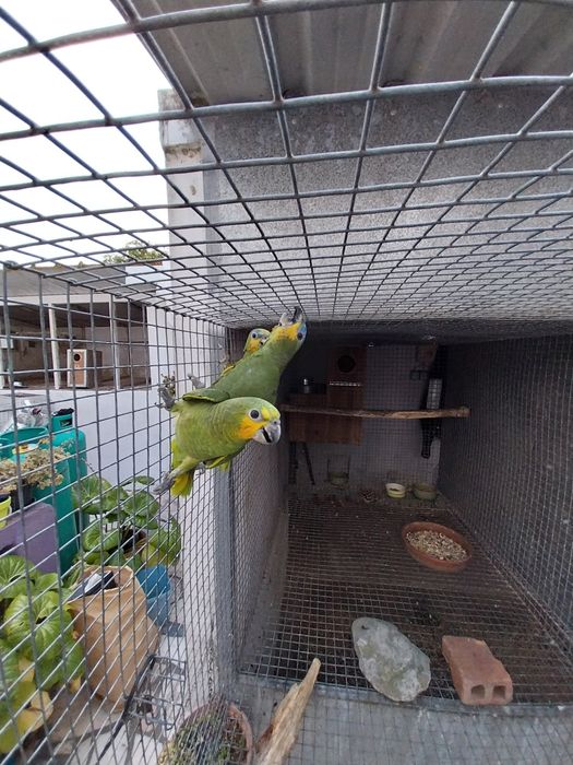 Amazona Amazónica