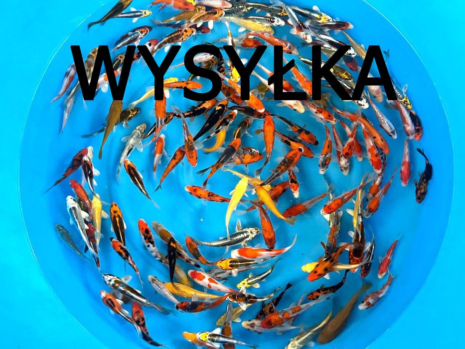 Japońskie Karpie Koi - Wybór Kolorów - Dostawa Stargard