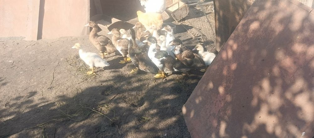 Продам індо каченята