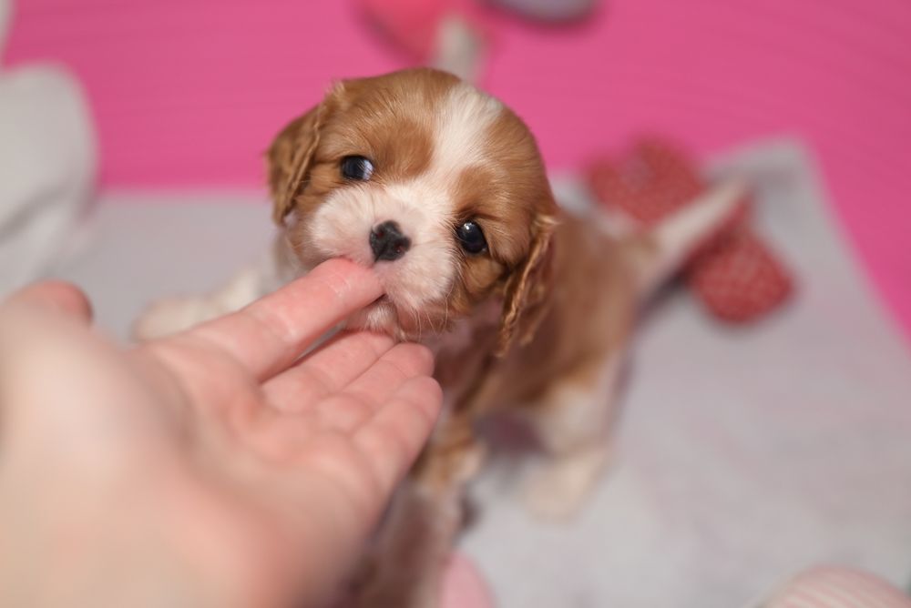 Дівчинка. Кавалер кінг чарльз спаниель. Бленхейм. КСУ/FCI