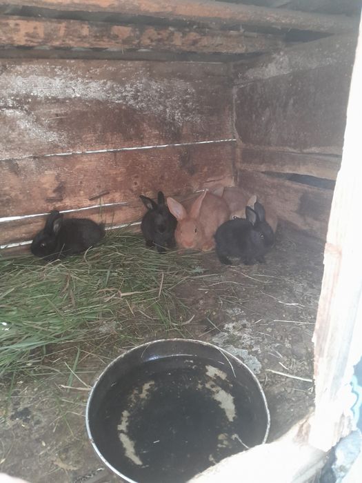 Різні породи кролів.