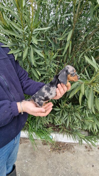 Teckel Black Merle Fêmea