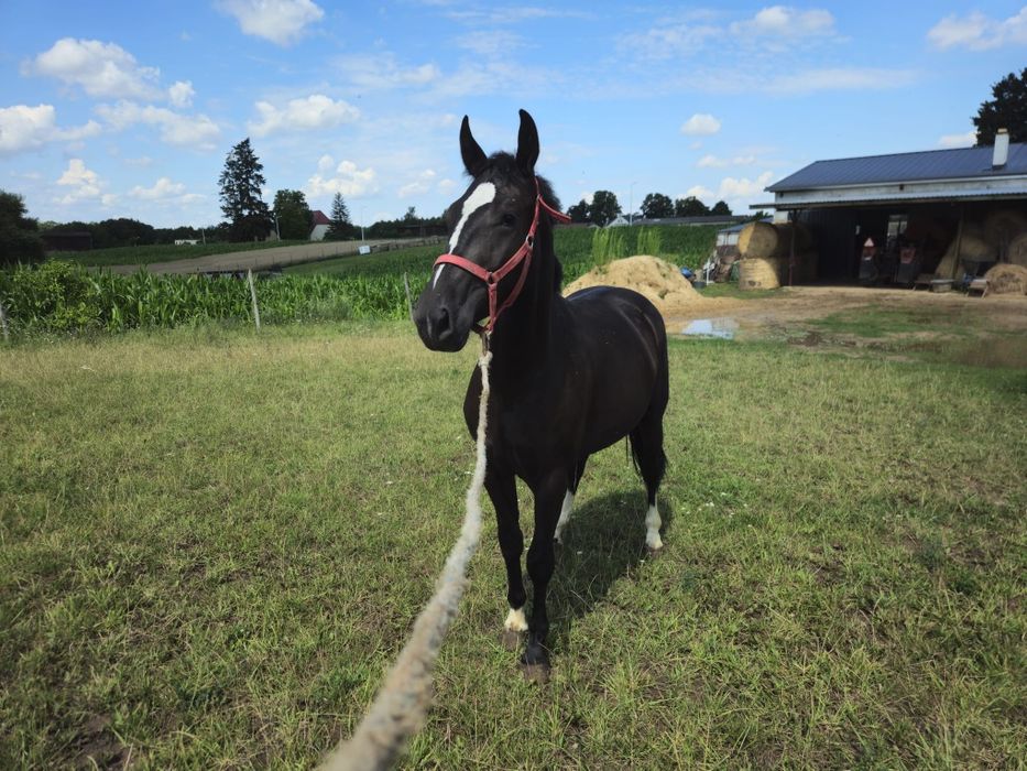 Sprzedam konie śląskie
