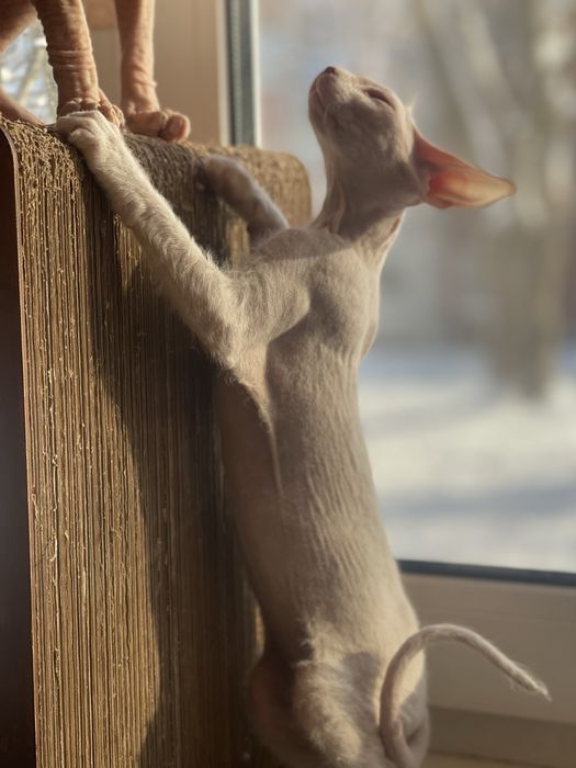 Донський  сфінкс біла дівчинка