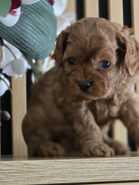 Cavapoo   .Badania genetyczne.Do rezerwacji.