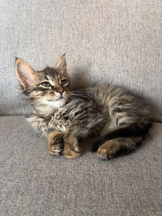 Дуже миле котеня хлопчик