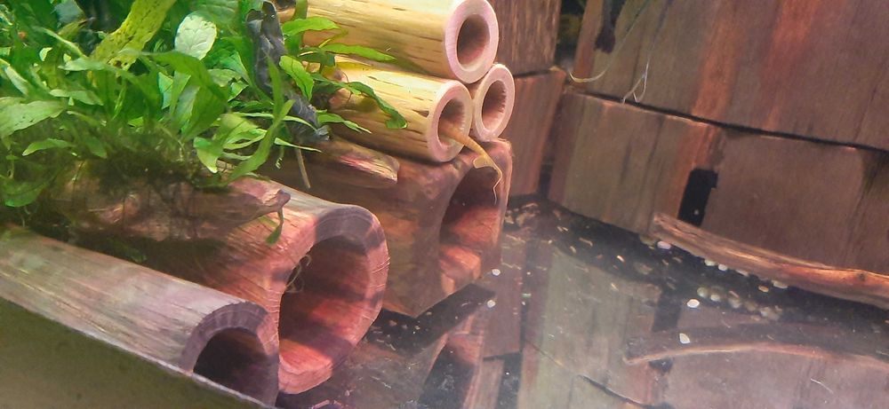 Grota, tarliskowa ,drewniana do akwarium śr. otworu 25 mm