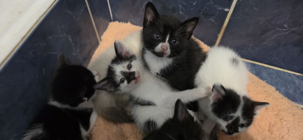 Gatinhos bebes para oferecer