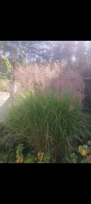 Півонії деревовидні, гібіскуси, лілейники, облепіха, самшит, міскантус