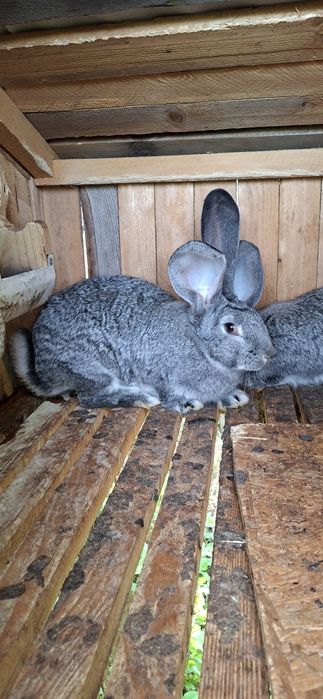 Кролики Б.В  є різні по віку