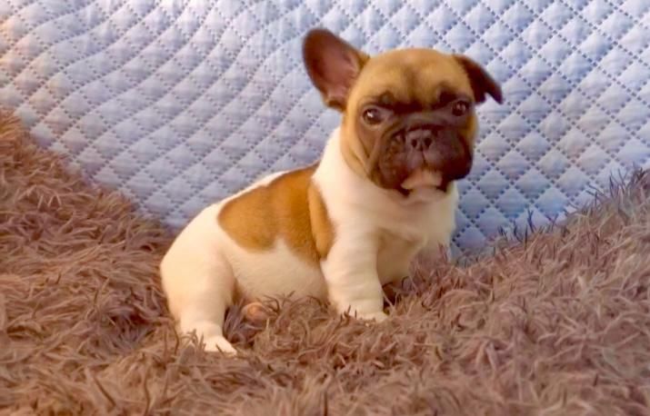 Суперовий, яскравий хлопчик Французький Бульдог КСУ -FCI стандарт