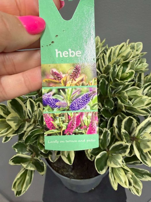 Hebe Addenda® Classica® Variegata