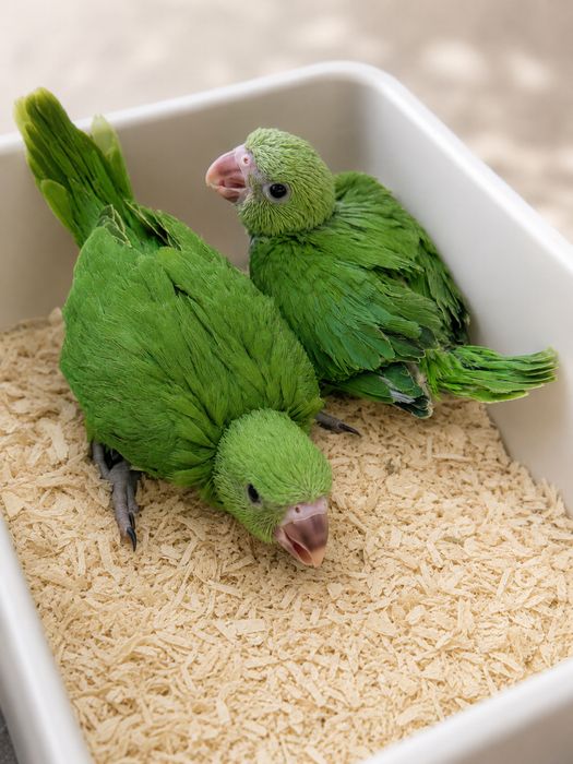 Ring necks verdes criados a mao quase independentes