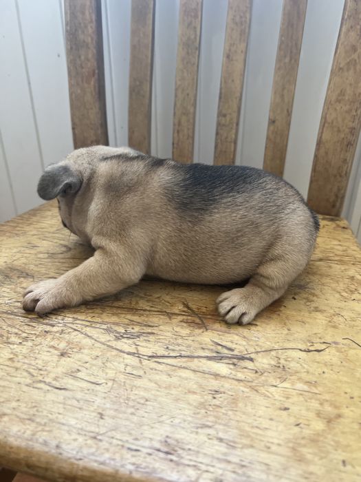 Bulldog frances  macho top