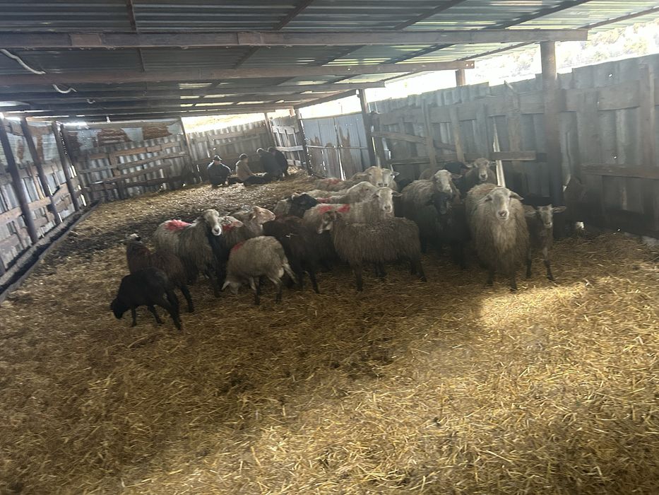 Продам   баранів