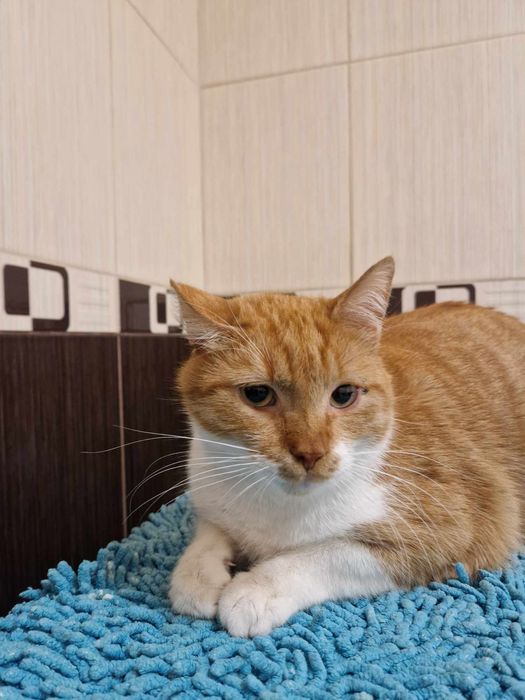 Отдам рыжего кота, кастрирован, 4 года