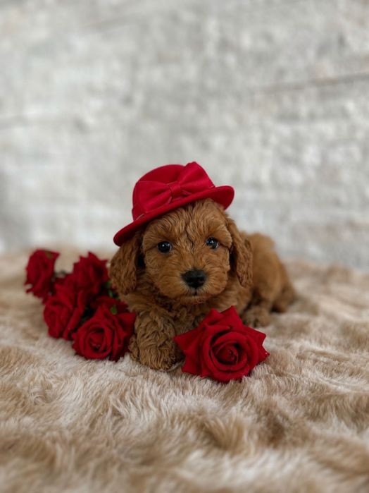 Maltipoo Maltańczyk &Pudel dziewczynka gotowa do zmiany domu