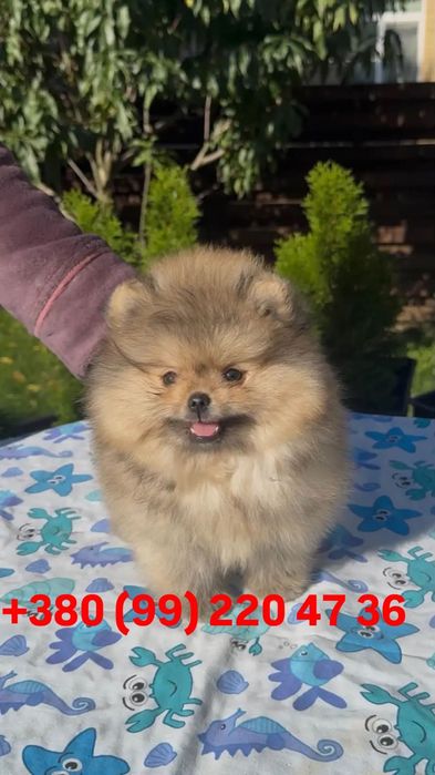 Продам шпіців, велику кількість