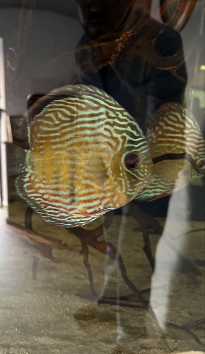 Wild Discus (Discus Selvagens)