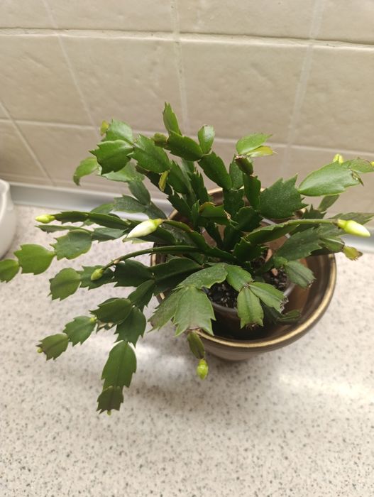 Різдвяник  білий з бутонами