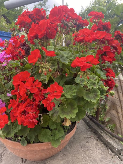 Герань, калачики (укорінюю під замовлення)