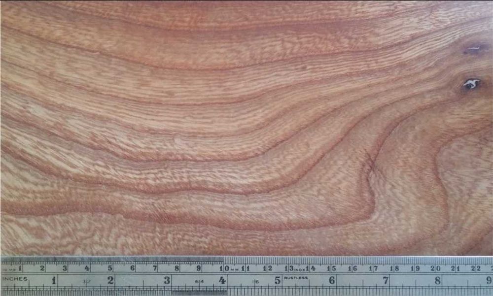 В'яз. Дерево для паркету, меблів, човнів. В'яз гладкий (Ulmus laevis)