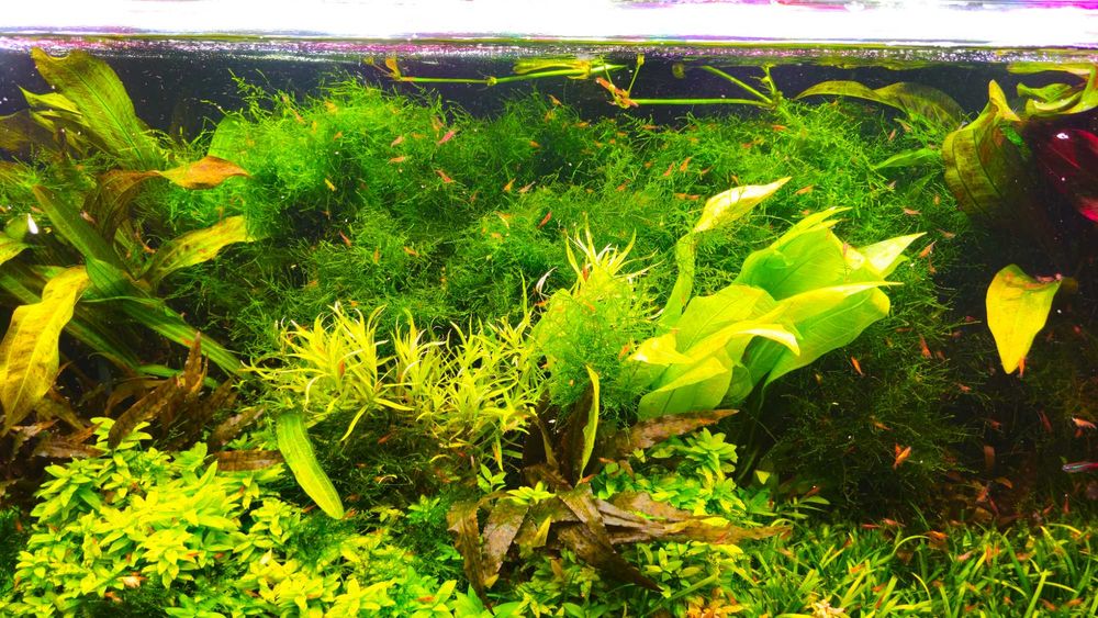 Mech Jawajski Jawa moss