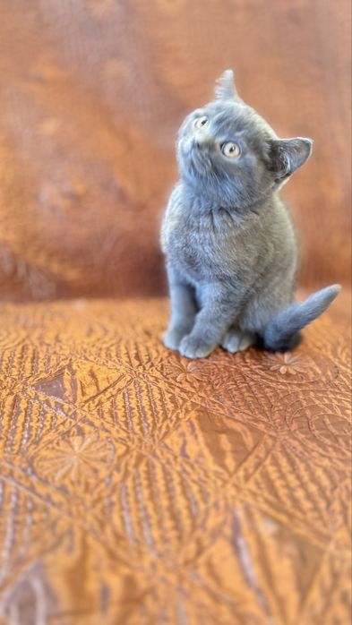 Fêmea scottish stright