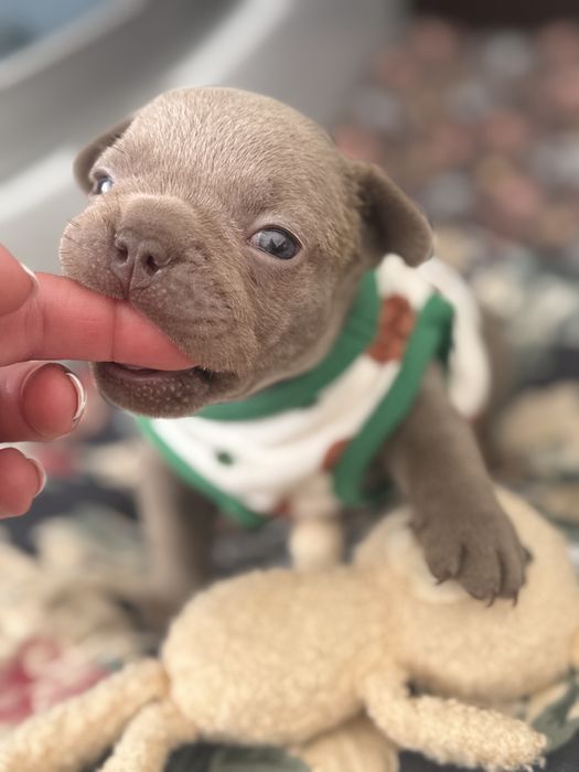 Найкрасивіший малючок товстун