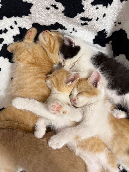 котики в добрі руки