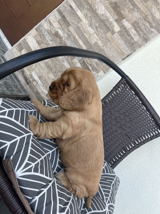 suczka cocker spaniel angielski