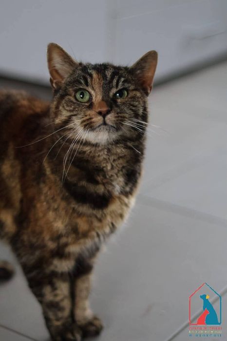 Mojka 413/25 - SZUKA DOMU!