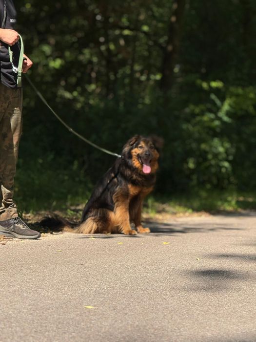 Wrócił z adopcji już dwa razy. Czy Gibson ma szanse na dom?