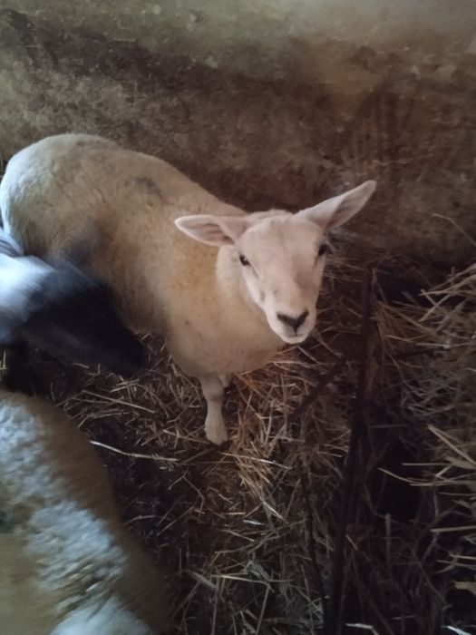 Vendo uma borrega texel e dois machos texel