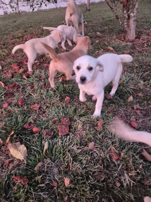Cãesinhos para adopção
