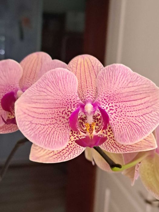 Орхидея Золотой Леопард