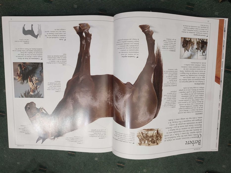 O Grande livro do Cavalo - Elwyn Hartley Edwards