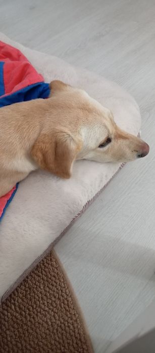 Cadela fêmea cachorro 7 meses