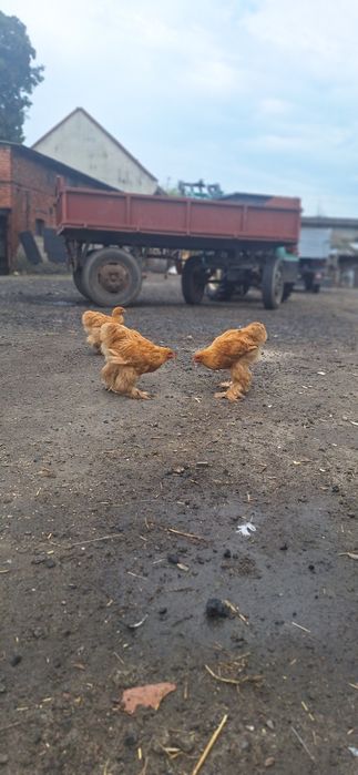Kochin  olbrzymi koguty