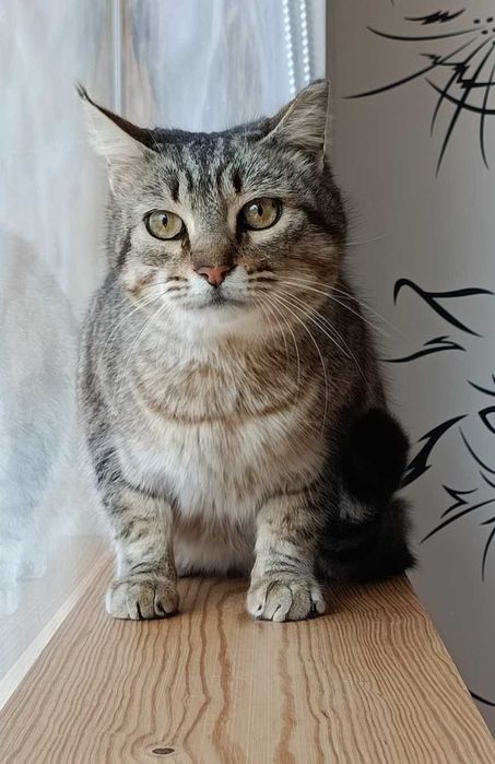 gatinha para adopção