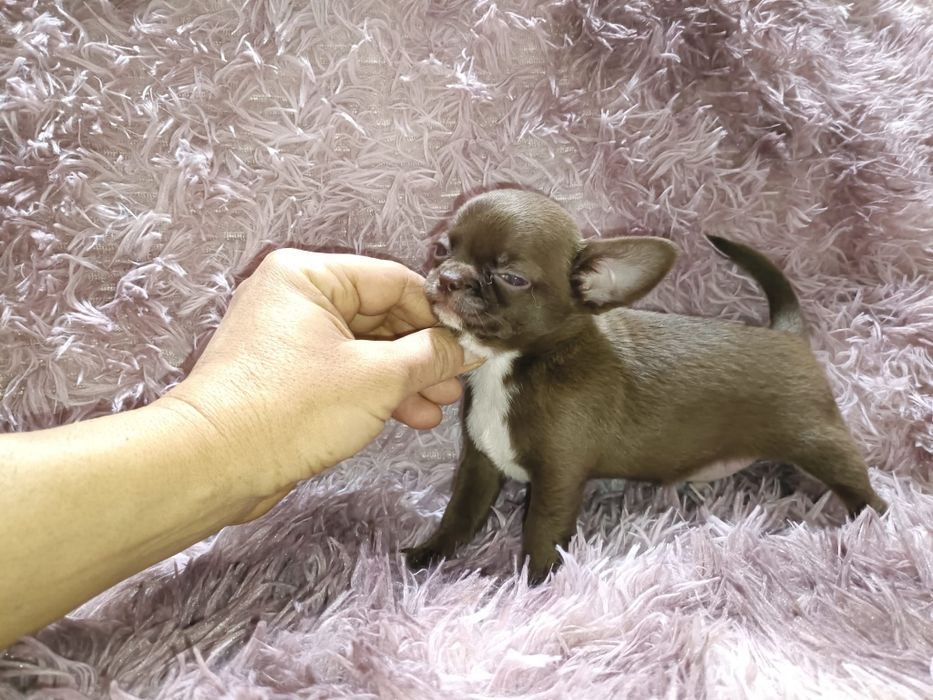 Chihuahua machinho mini