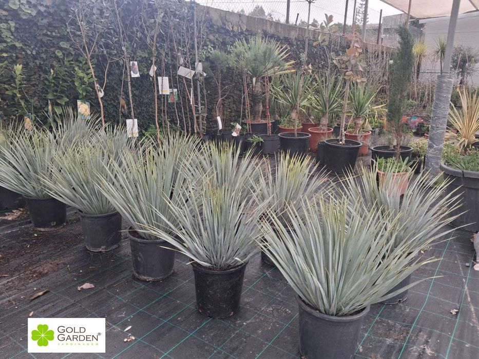 Yuccas Rostratas