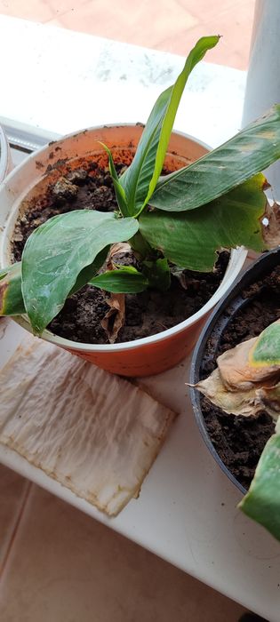 Банан. Привитий. Київський карлик