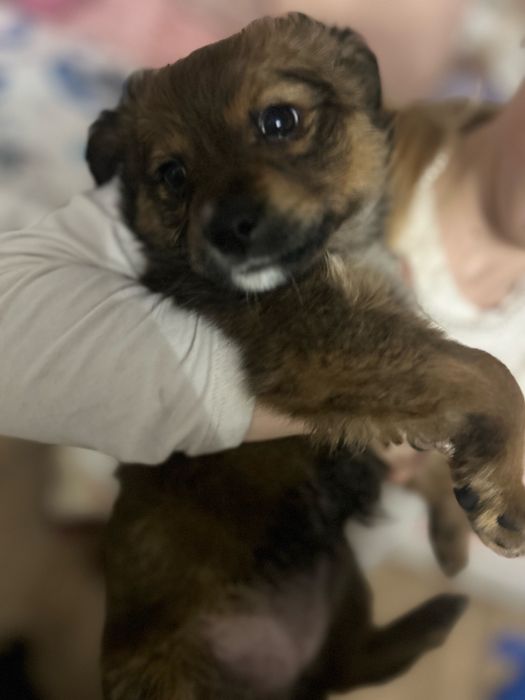 Oddam slodkie pieski